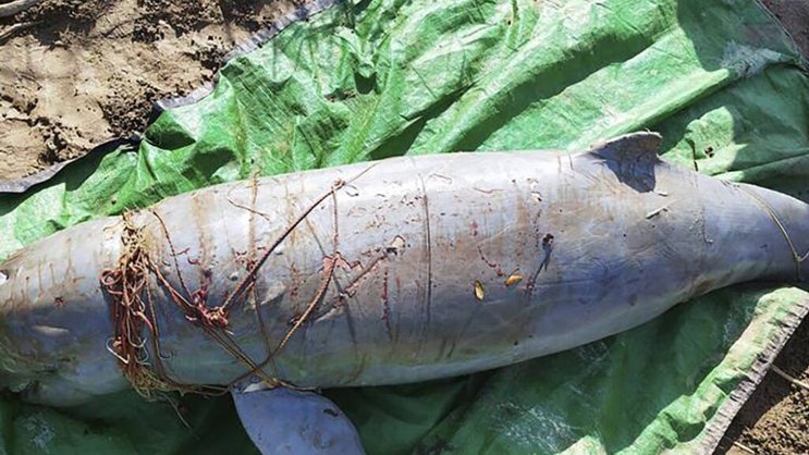 Il s'agit d'empêcher que les dauphins meurent enchevêtrés dans les filets maillants, comme ce malheureux animal retrouvé fin décembre.