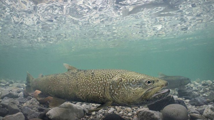 La marmorata a notamment fait les frais d'une pratique de repeuplement involontairement erronée durant les décennies passées. Des truites du bassin du Rhin ont en effet été introduites dans ses eaux.