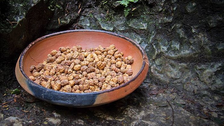 Le souchet utilisé par Pure Natural Food, un tubercule au goût légèrement sucré, est cultivé au Togo.