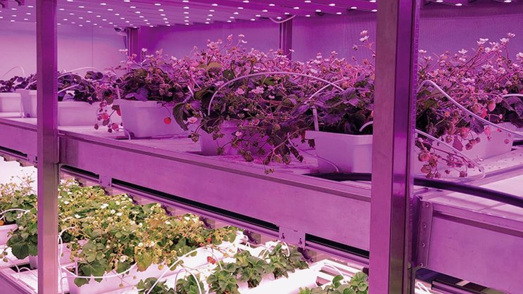 Les centaines d’ampoules LED à la lumière violette et la climatisation sont les principaux coûts fixes de Growcer.