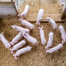 Un reportage d'une télévision danoise dénonce des mauvais traitements dans plusieurs élevages porcins du pays (photo d'illustration).