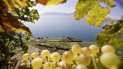 Les producteurs cherchent de plus en plus à se distinguer et à diversifier leurs sources de revenus.