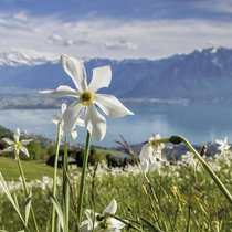 Après la neige, c’est au tour des narcisses de couvrir de blancheur les prairies.