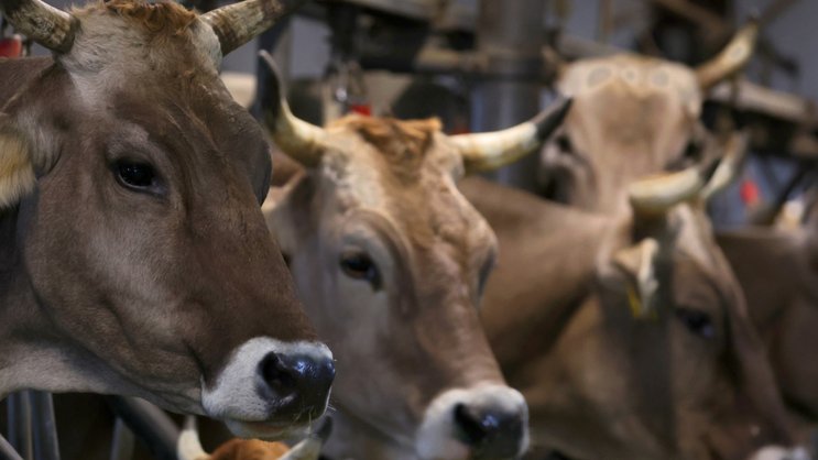 Une coupe dans l'agriculture a été proposée en commission du National, alors que le Conseil des Etats veut épargner ce secteur (image d'illustration).