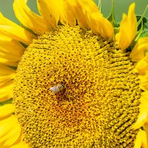 Allseeds Group est actif en Ukraine dans le commerce de céréales et d'huile depuis 28 ans.