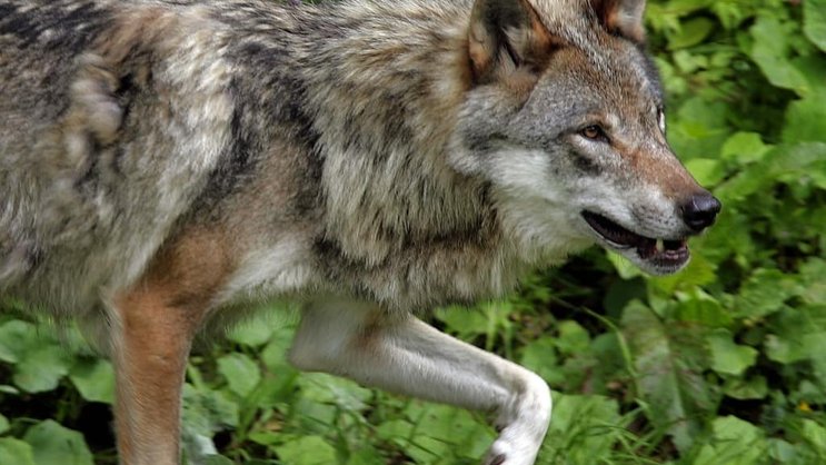 En septembre dernier, Berne avait donné son feu vert au tir de trois jeunes loups de la meute du Marchairuez (VD), en raison d'attaques croissantes sur les troupeaux de bovins (archives).