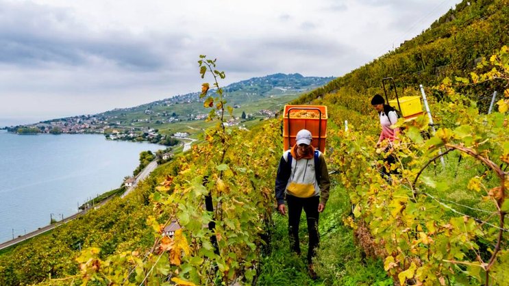 La production mondiale de vin devrait cette année être en légère reprise. Ici, les vignes de Lavaux lors des vendanges à Epesses. (archive)