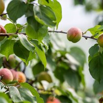 Dix pour cent des 29 échantillons alimentaires prélevés sur des abricots dépassaient la teneur maximale autorisée en produits phytosanitaires. (Photo d'archive)