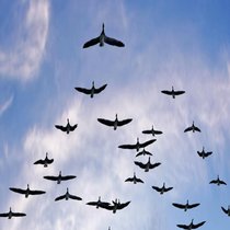 A l’image des oiseaux migrateurs, où «celui qui est plus à l’avant va se fatiguer plus vite, car il prend le vent pour les autres», le leadership tournant s’organise de manière à responsabiliser tout le monde.