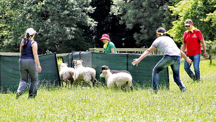 Avec Leader’Sheep, les collaborateurs sont amenés à conduire un troupeau de moutons. Un jeu qui rencontre un grand succès en Suisse romande!