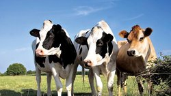 Yes We Farm a été lancé  le 15 août.