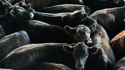 Le Parlement veut lutter contre les conditions de transport des animaux à l'étranger (image d'illustration).