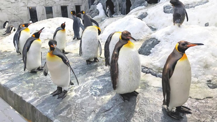 Un documentaire réalisé par les journalistes Marie Maurisse et François Pilet diffusé en avril dans l’émission «Temps présent» pointe du doigt un centre commercial en Egypte avec piste de ski et pingouins financé par un fonds durable.