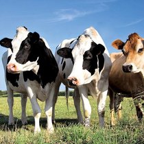 Yes We Farm a été lancé  le 15 août.