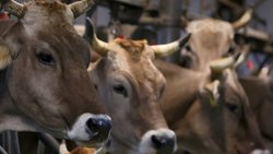 Une coupe dans l'agriculture a été proposée en commission du National, alors que le Conseil des Etats veut épargner ce secteur (image d'illustration).
