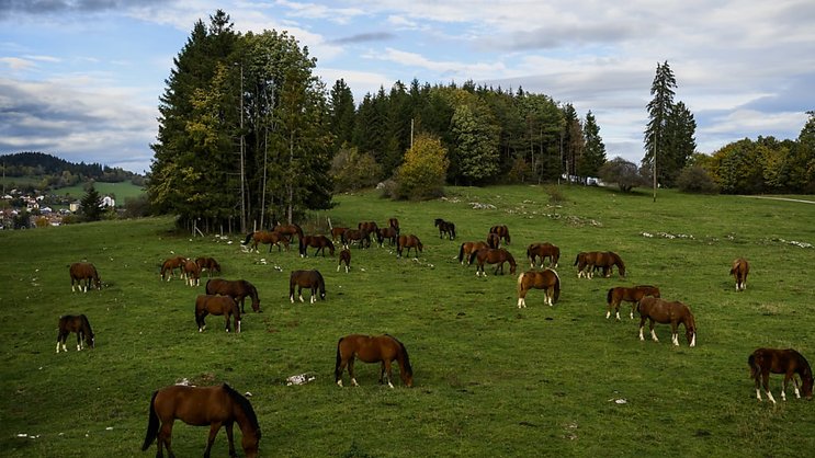 Les pâturages boisés - comme ici au Noirmont (JU) - résultent d’un équilibre fragile entre pression de la pâture et régénération des arbres, héritages des pratiques sylvo-pastorales traditionnelles, notent les auteurs de l'étude (archives).