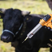 Plus de 200 bovins doivent être abattus en France après la découverte d'un cas de dermatose nodulaire contagieuse. De quoi énerver les agriculteurs sur place (image d'illustration).