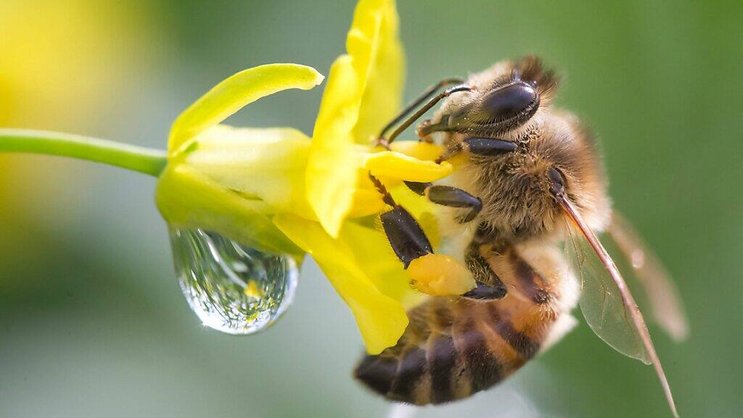 Les abeilles sont infectées par l'acarien Varroa, ce qui fragilise les colonies (archives).