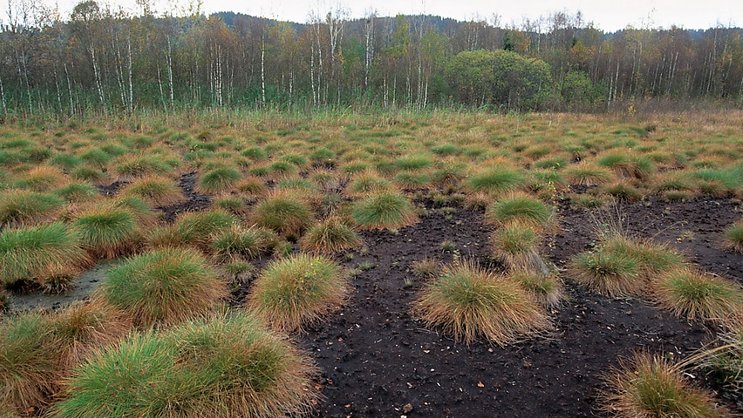 Limiter le réchauffement climatique à long terme à 1,5 °C nécessitera un financement pour l'agriculture durable et la restauration des tourbières (photo), car l'élimination progressive du charbon et la décarbonation du secteur de l'énergie ne seront pas suffisantes, souligne le rapport.
