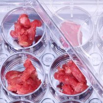 Viande produite artificiellement à partir d’une culture cellulaire.