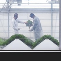 Par rapport aux cultures traditionnelles, la productivité des cultures utilisant la technologie de CleanGreens est multipliée par un facteur de 30 à 35. Ce qui représente, pour les salades, de passer de 30 à 1000 tonnes par an et par hectare.