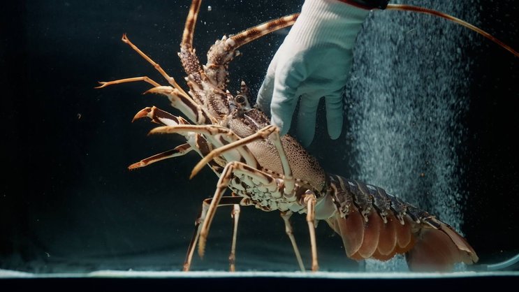 Lagosta a mis au point un système permettant aux langoustes de croître plus rapidement qu'en milieu naturel.