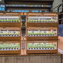 Caulys, start-up de fermes verticales créée en 2019.