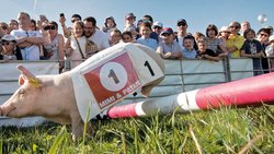 Parmi les traditions fribourgeoises, la Bénichon. Ici, une course de cochons à Ecuvillens, organisée lors de cette fête.