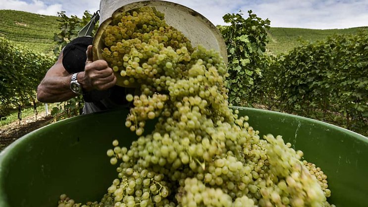 En 2023, 101 millions de litres de vin ont été récoltés (archives).