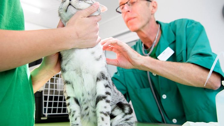 Le secteur des produits pharmaceutiques pour animaux "devrait bénéficier de nombreux moteurs de croissance à long terme. (Archives)