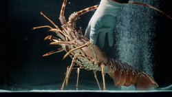 Lagosta a mis au point un système permettant aux langoustes de croître plus rapidement qu'en milieu naturel.