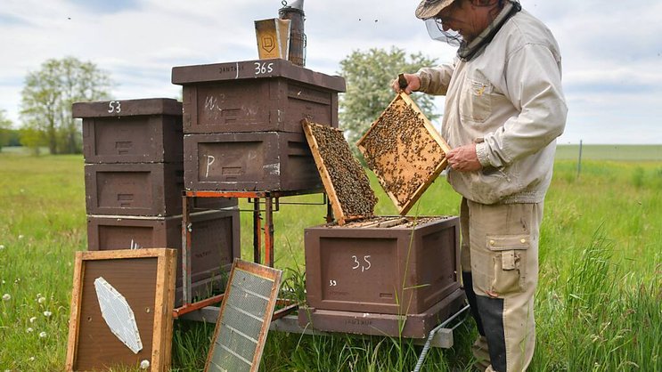 La Confédération relance un programme afin de protéger au mieux les abeilles du pays.