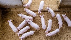 Un reportage d'une télévision danoise dénonce des mauvais traitements dans plusieurs élevages porcins du pays (photo d'illustration).