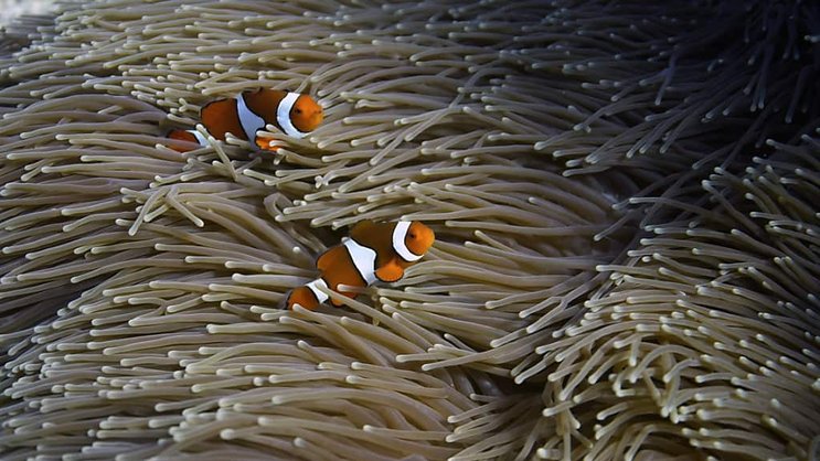 Les pays en développement réclamaient d'augmenter à 100 milliards de dollars annuels l'aide versée par les pays riches pour la sauvegarde de la nature, actuellement estimée entre 7 et 10 milliards d'euros.