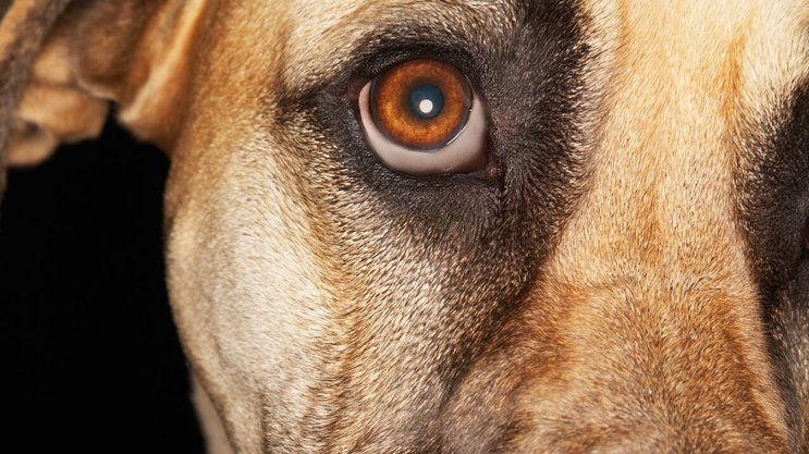 Après une forte croissance post-pandémie, les dépenses pour les animaux se stabilisent chez les grands distributeurs suisses.