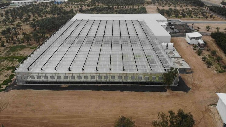 Le spécialiste de la production de salades par brumisation venait de signer un gros contrat avec le Koweit pour le développement de la plus grande ferme aéroponique du monde, 24 000 m2.