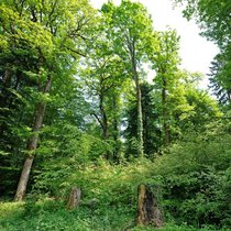 Les forêts suisses, ici celle de la montagne de Boudry (NE), sont protégées depuis 150 ans par une loi fédérale, mais doivent faire face à d'importants défis comme le changement climatique (archives).