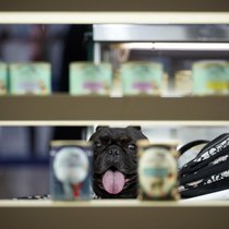 La Suisse romande voit émerger de nouvelles solutions pour améliorer le quotidien des animaux de compagnie et de leurs propriétaires.