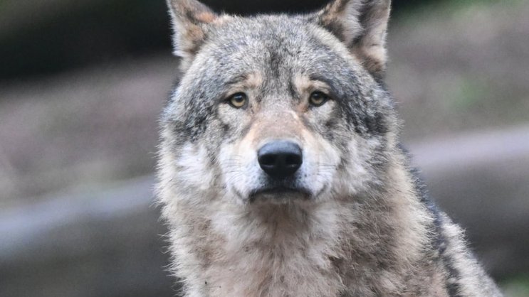 Les cantons estiment que les loups devraient pouvoir être chassés toute l'année, au grand dam des organisations de protection des animaux (image prétexte).