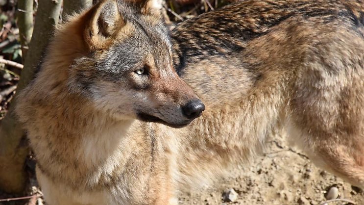 Trente loups mâles et 21 femelles ont été identifiés en Valais l'an dernier. (Image d'illustration).