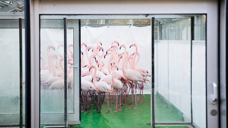 Les flamants roses du parc zoologique de Berne avaient dû être mis en quarantaine en 2016 à cause de la grippe aviaire (archives).