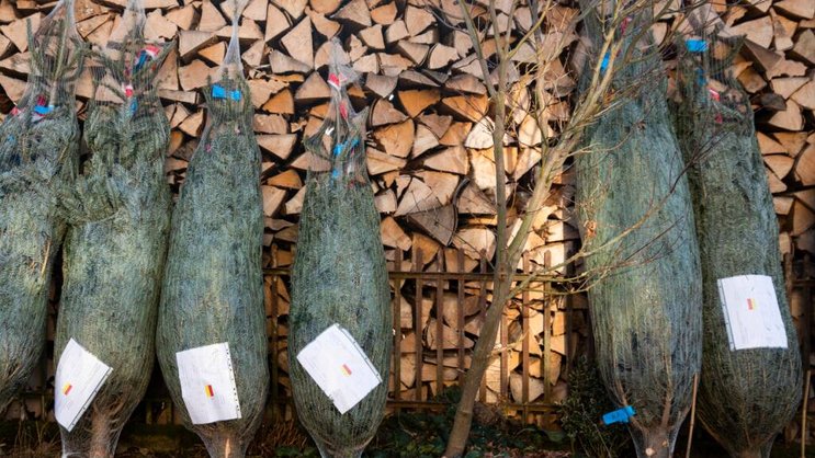 Les prix des sapins de Noël sont en légère hausse cette année (achives).