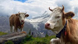 Les éleveurs ont un revenu plus élevé que les agriculteurs qui pratiquent la culture végétale.