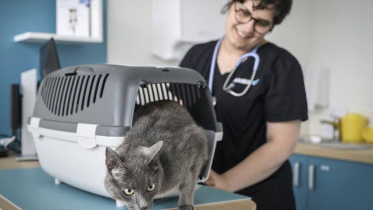 L'euthanasie d'animaux en bonne santé ne doit pas être interdite, selon le National (image d'illustration).