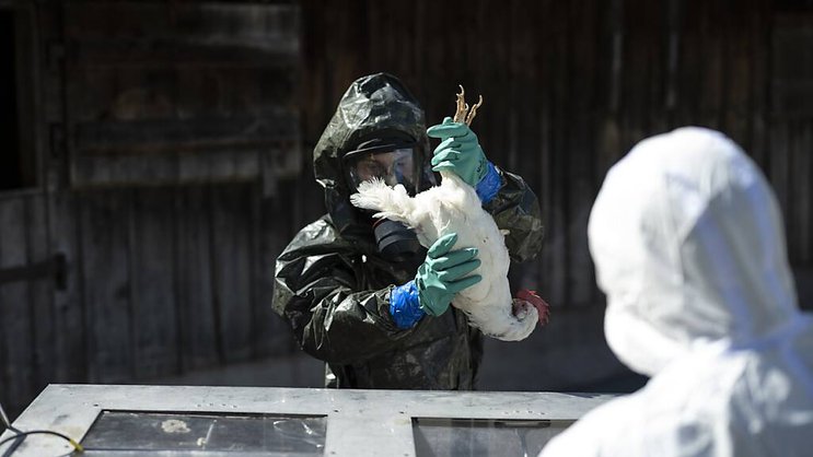 Le virus de la grippe aviaire a montré des signes de mutation à mesure qu'il se propageait parmi des vaches laitières et infectait des humains aux États-Unis (archives).