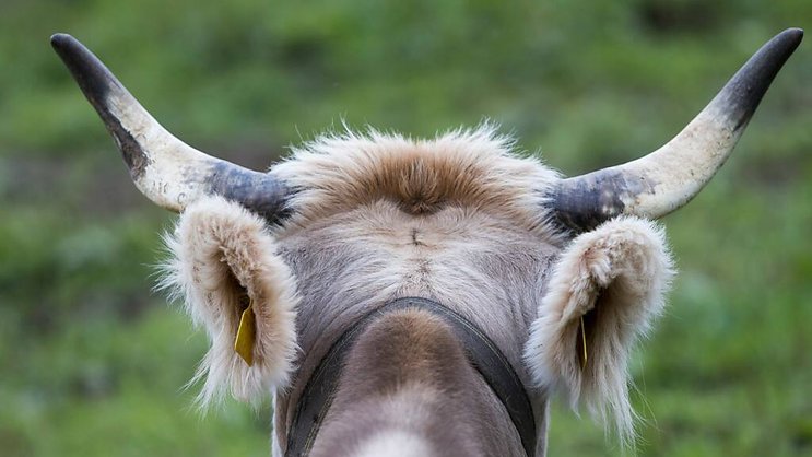 Dans la présente étude, aucune différence n’a été constatée dans la composition ni dans la digestion du lait des vaches avec et sans cornes (archives).