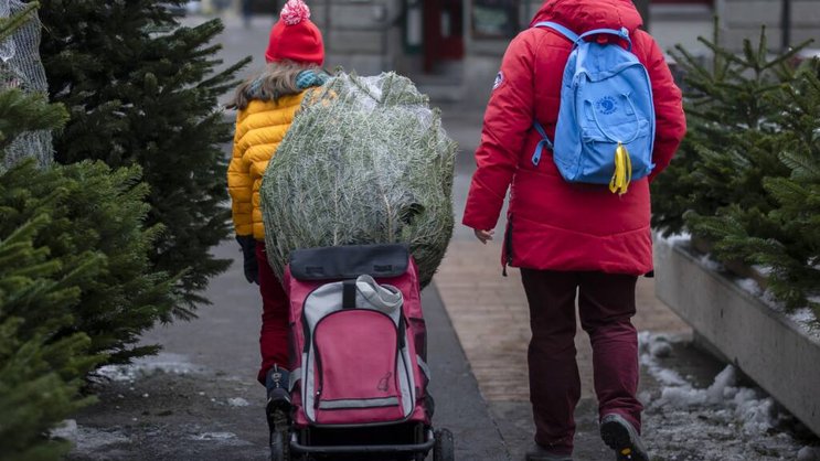 Tous les ans : en Suisse, le sapin fait partie intégrante de la tradition de Noël. 1,7 million de sapins de Noël sont vendus chaque année. (photo d'archives)