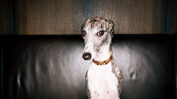 Les adoptions de chats ont progressé de près de 25% comparativement à 2012, tandis que celles des chiens ont connu une hausse de 7,5%. Aujourd’hui, près de la moitié des ménages possèdent un animal domestique.