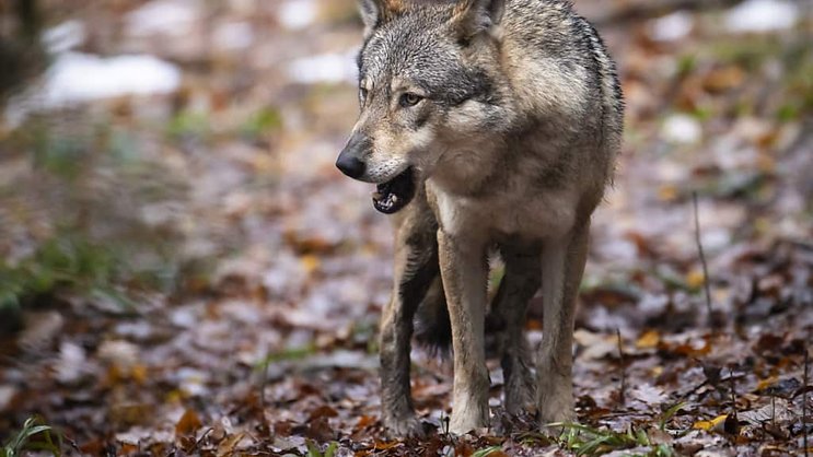L’Etat du Valais a demandé à l'Office fédéral de l'environnement l'autorisation de procéder à un prélèvement complet de quatre meutes, soit environ 25 loups sur une population estimée entre 90 et 120 individus (archives).