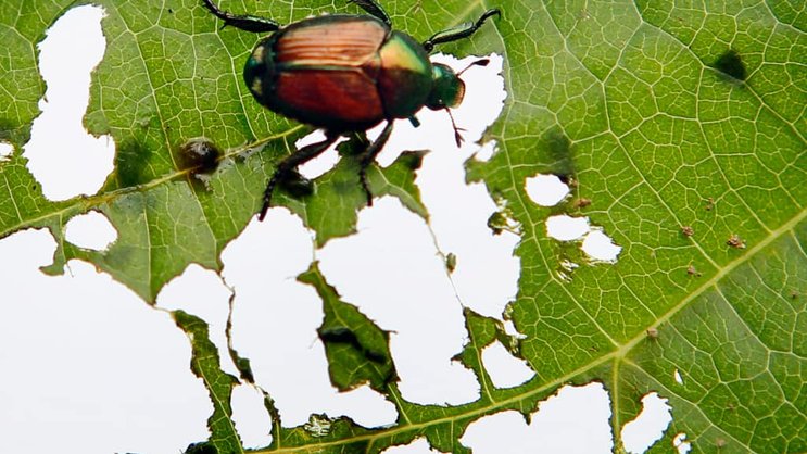 Le scarabée s'attaque à environ 300 plantes de différentes familles (photo symbolique).